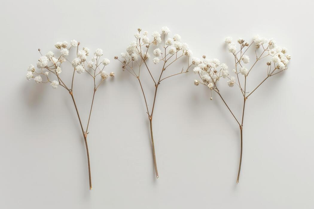 Baby‘s breath tree